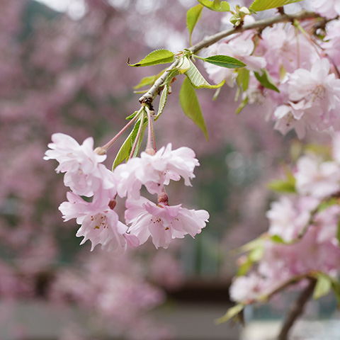 桜