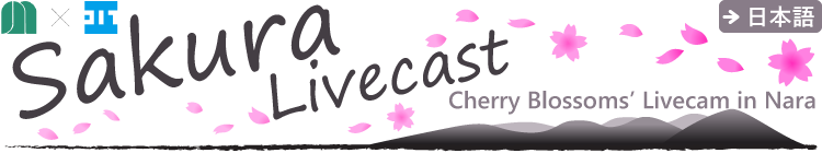 Sakura Livecast: Cherry Blossoms Live Streaming in Kawakami Vill.